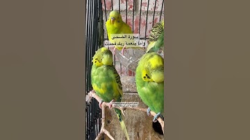 #سورة_الضحى #قرآن #محمود_علي_البنا #مصر #المصحف #اكسبلور #طيور #البادجي #quran #birds #budgies #usa