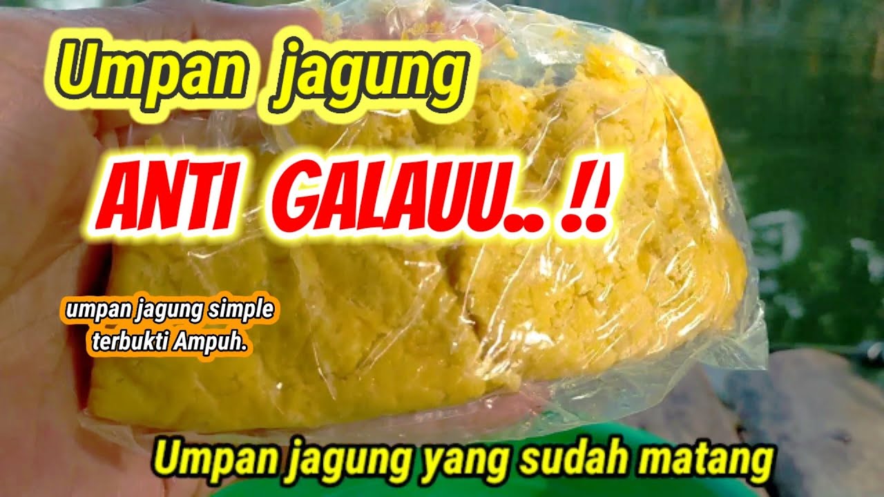 Rahasiaa..!!Umpan ikan mas dari jagung...umpan simple dari jagung