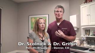 Denver Cat Boarding and Cat Grooming