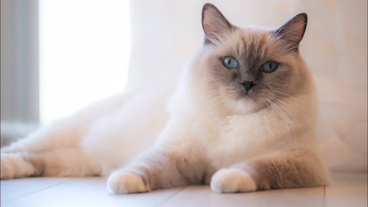 今後世界はどーなる？etc。タロット。