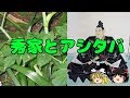 なぜ宇喜多秀家は83歳の長寿を全うできたか?【ゆっくり歴史実況】