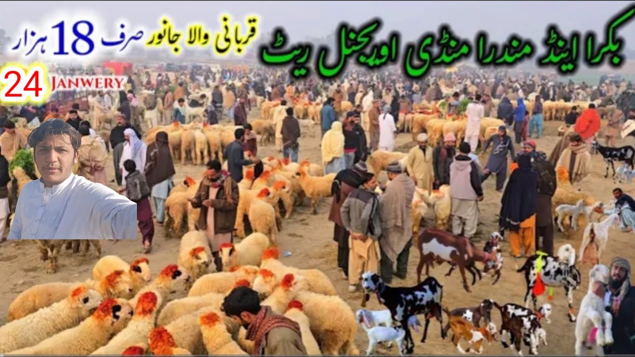 24 January 2026 24/01/2026 Rate Dera Ghazi khan mundra mandi ky halaat 03186372506