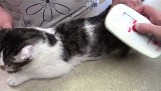 PROPER MICROCHIPPING   CAT 2