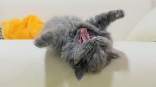 Kitten Zoro yawned all day long
