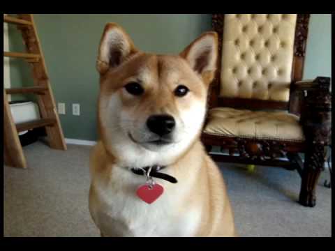 Yuki The Talking Shiba Inu