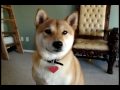 Yuki The Talking Shiba Inu