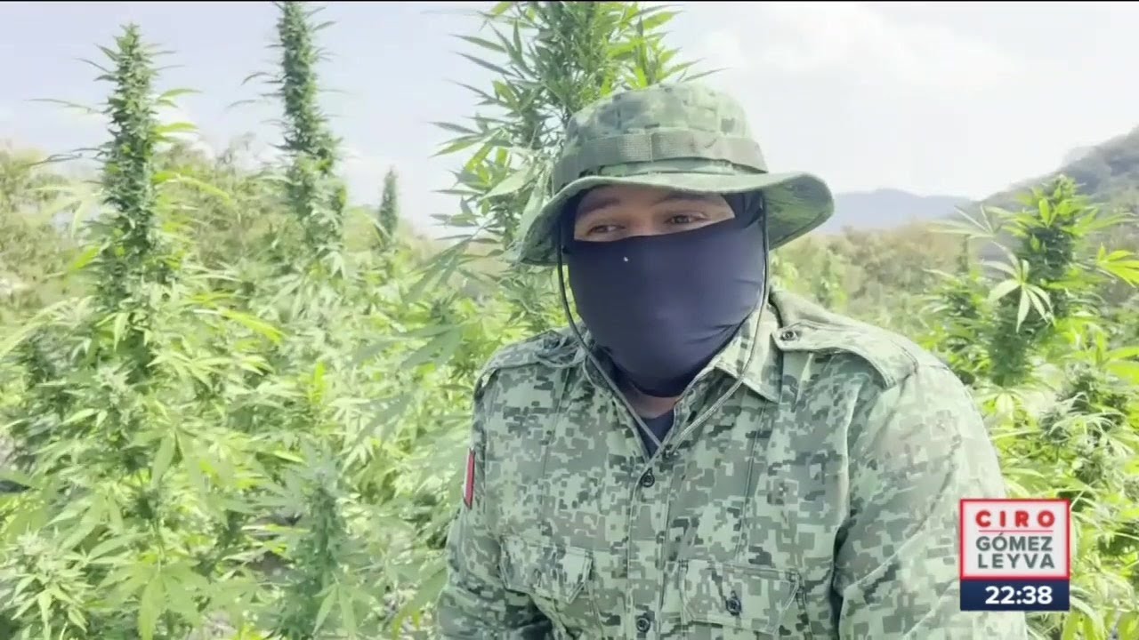 En EU 38 empresas de Cannabis ya cotizan en la bolsa de valores | Noticias con Ciro Gómez Leyva