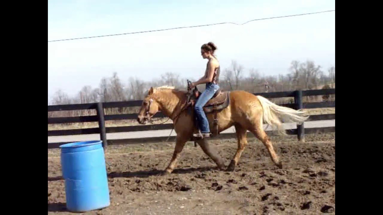 SUPER COOL PALOMINO QUARTER HORSE/HAFLINGER CROSS VERY GENTLE YouTube