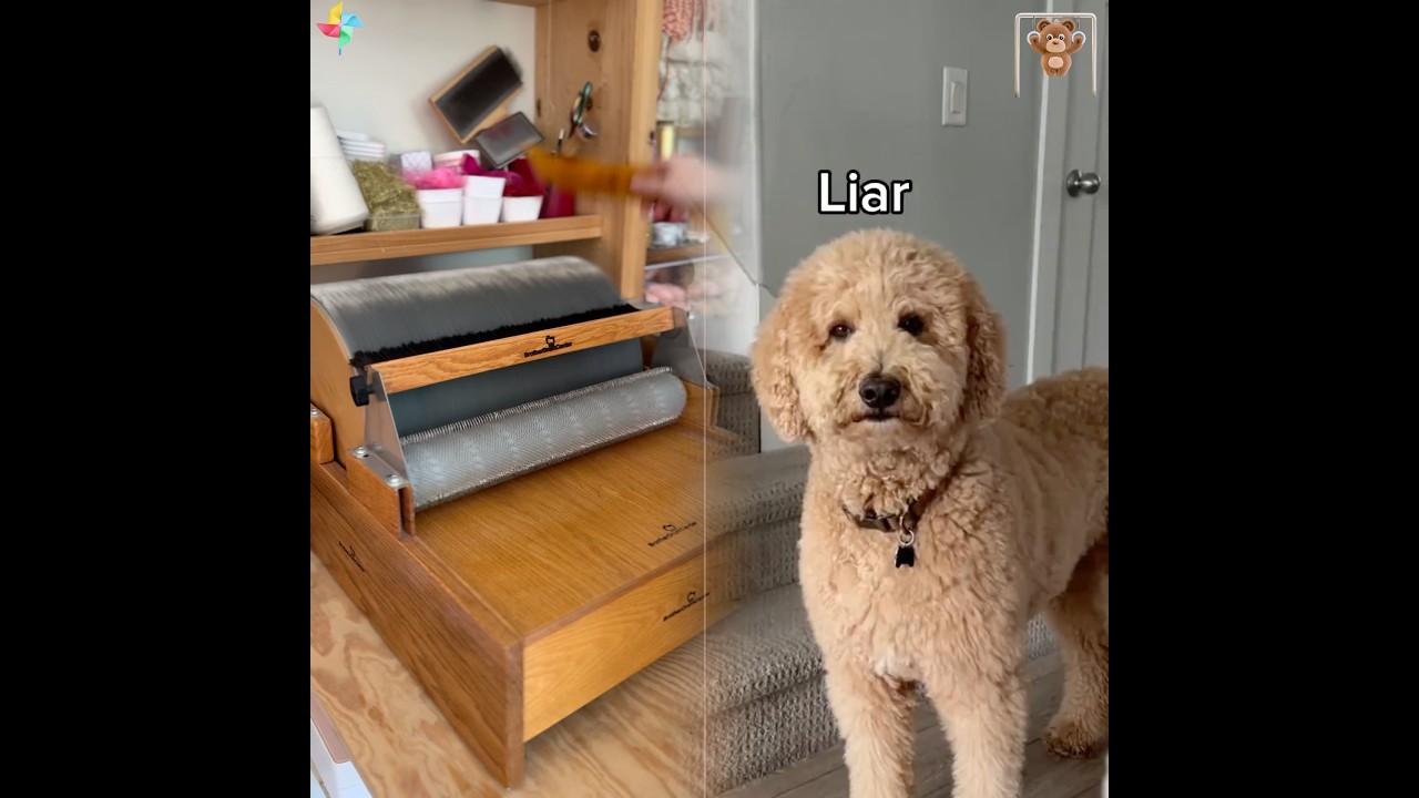 I need to hide his Christmas presents better.. 🎁