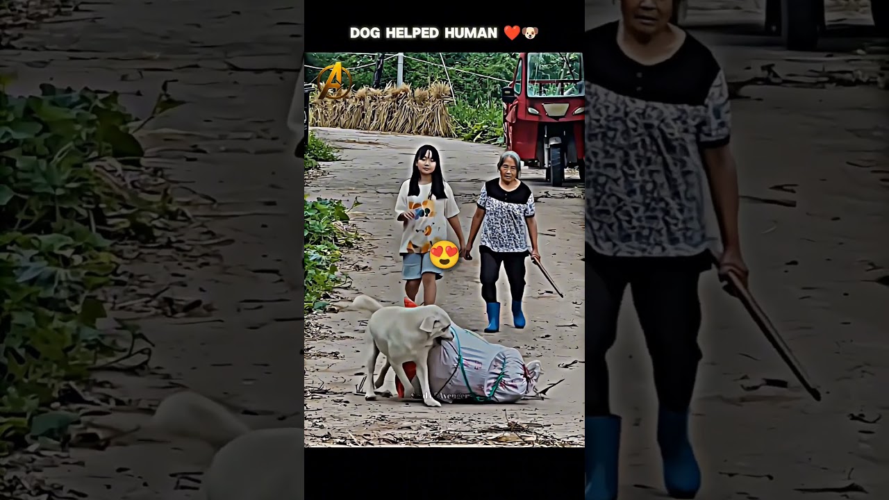 dog helped the girls 🥰 | emotional story in cutest dog 🐶❤️
