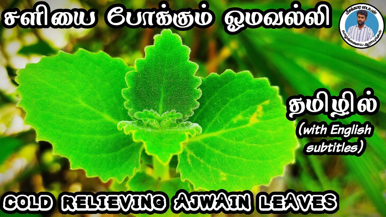 Omavalli/Karpooravalli Ajwain Leaves Benefits for Cold and Cough