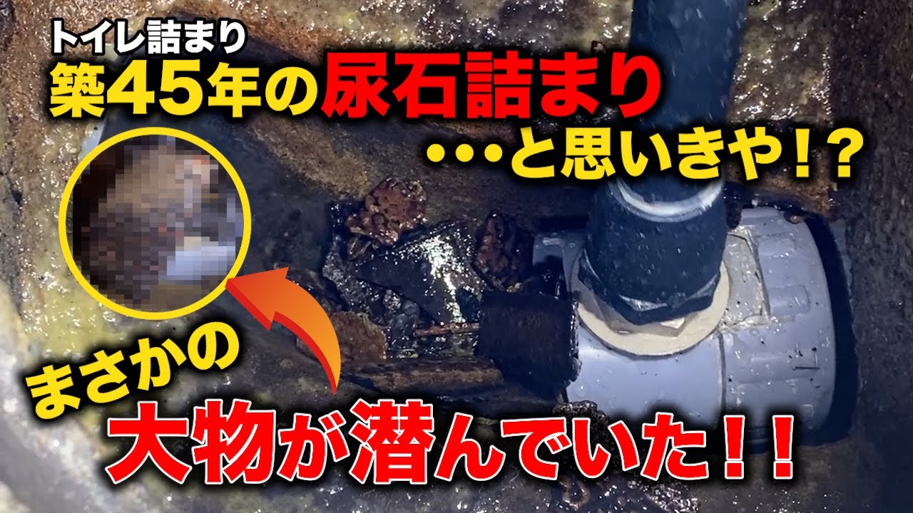 トイレが使えない！！溢れる汚水桝！原因は何だ！！まさかすぎる大物登場？【花のお掃除 #403】