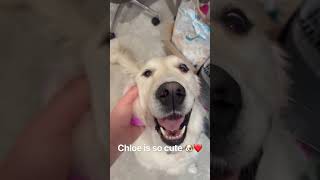 Chloe is so cute 🐶❤️ #dogs #dogshorts #dogsofyoutube #cutedogs #funnydogs #dogowner #pets #fyp