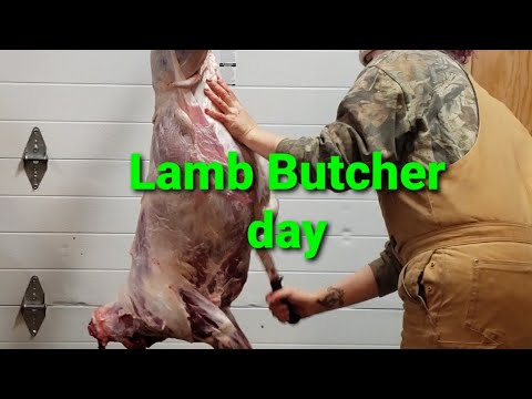 lamb butchering day *warning* read description before watching
