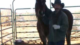 Halters _Putting on Horse_v4.wmv