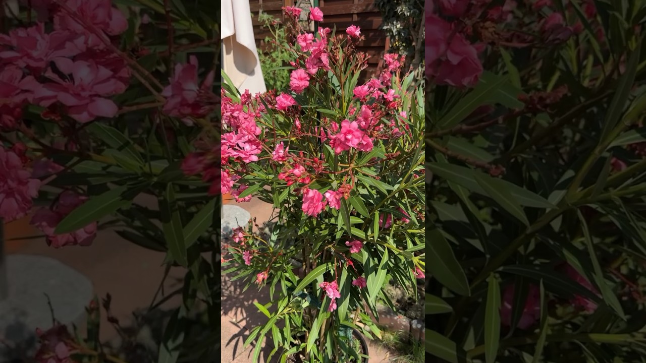 Diesen Oleander Blüten-Booster hat jeder Zuhause! 