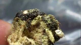 Parzito101 Clones and Nugs