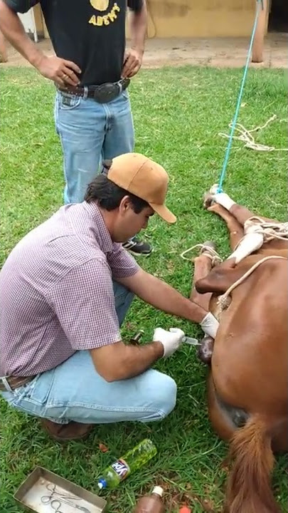 Polícia investiga maus-tratos contra cavalos em chá revelação; vídeo, Goiás