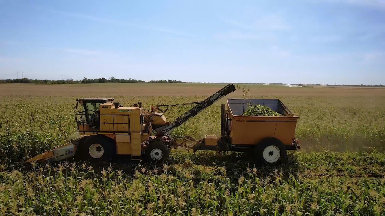 Willinger csemegekukorica 2022