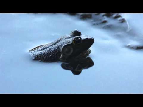 Synapscape — synapscape - fields (official video)
