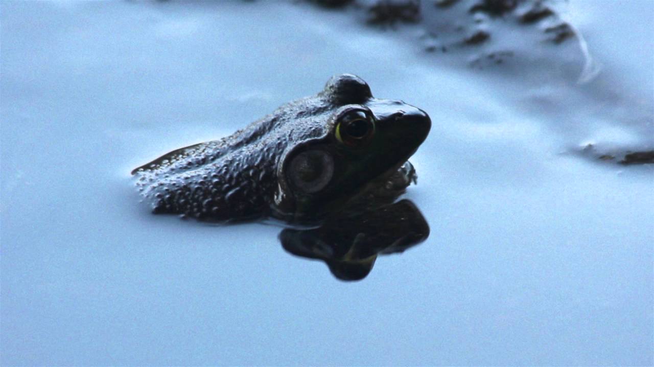 synapscape - fields (official video)