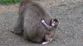 The baby monkey everyone left behind. What happens when it's just