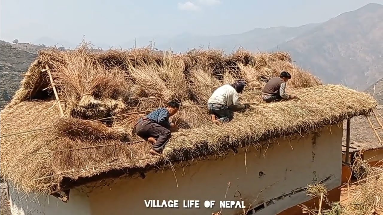 Traditionally covering the house with thatched roof/nepali village life
