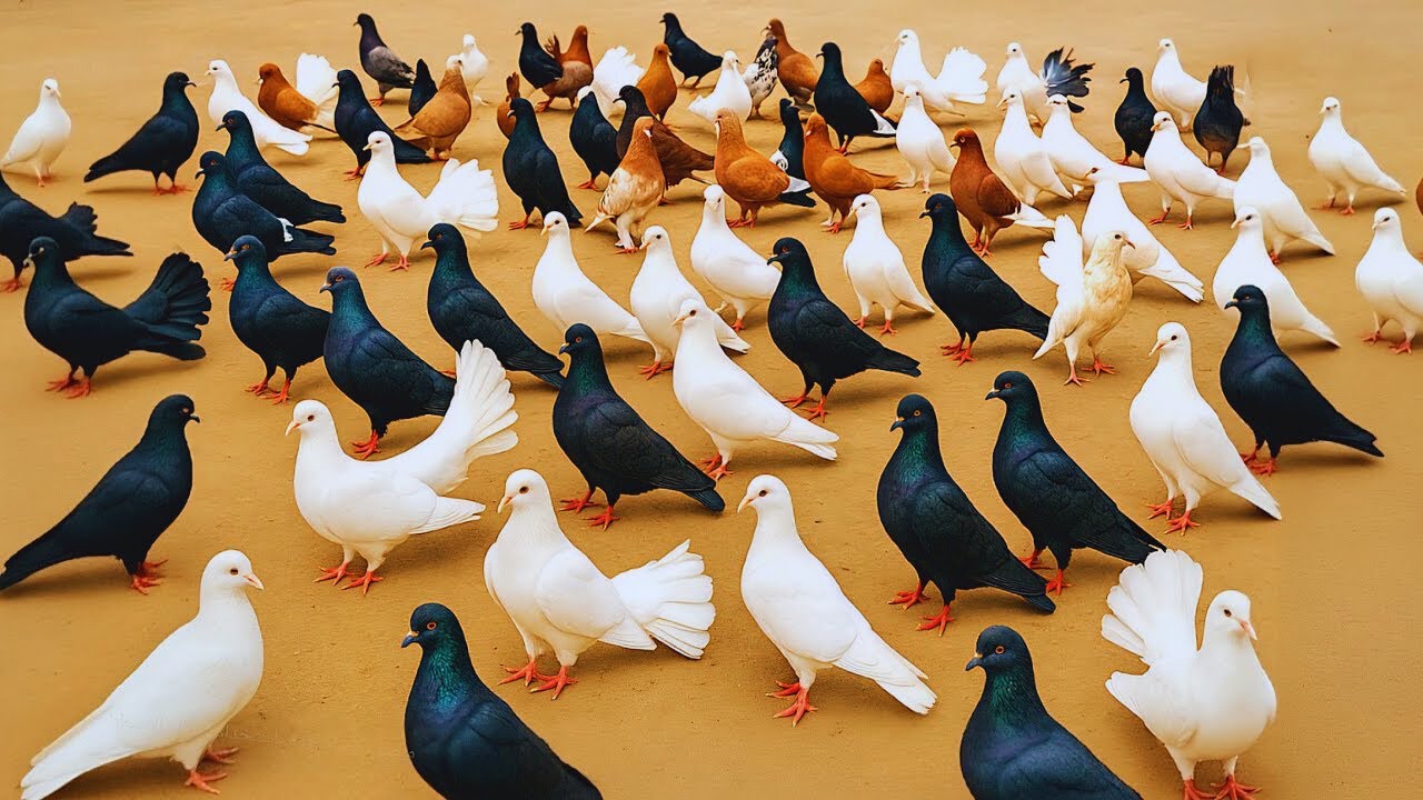 Finding Joy in the Little Things - A Peaceful Day in the Life of a Village Pigeon Farmer Meat, Eggs