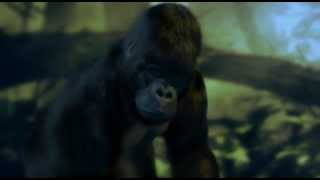 Galiwango Film Rebuilding ~ 3D Animation of Mountain Gorilla Character ~ www.sowl.com