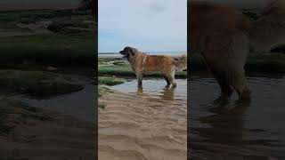 A LEONBERGER LOVES A SPLASH IN THE WATER #dog #leonberger #beach #funny