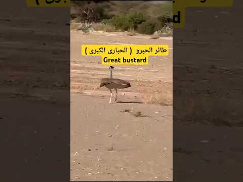 طائر الحبرو الحبارى الكبرى   مقناص إفريقيا 2025