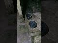 Heavy Rain On Old Castle with Thunder Sounds - Rain Sounds for Sleeping - Study and Relaxation