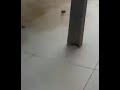 عجيب شاهدوا جرذ ماكر