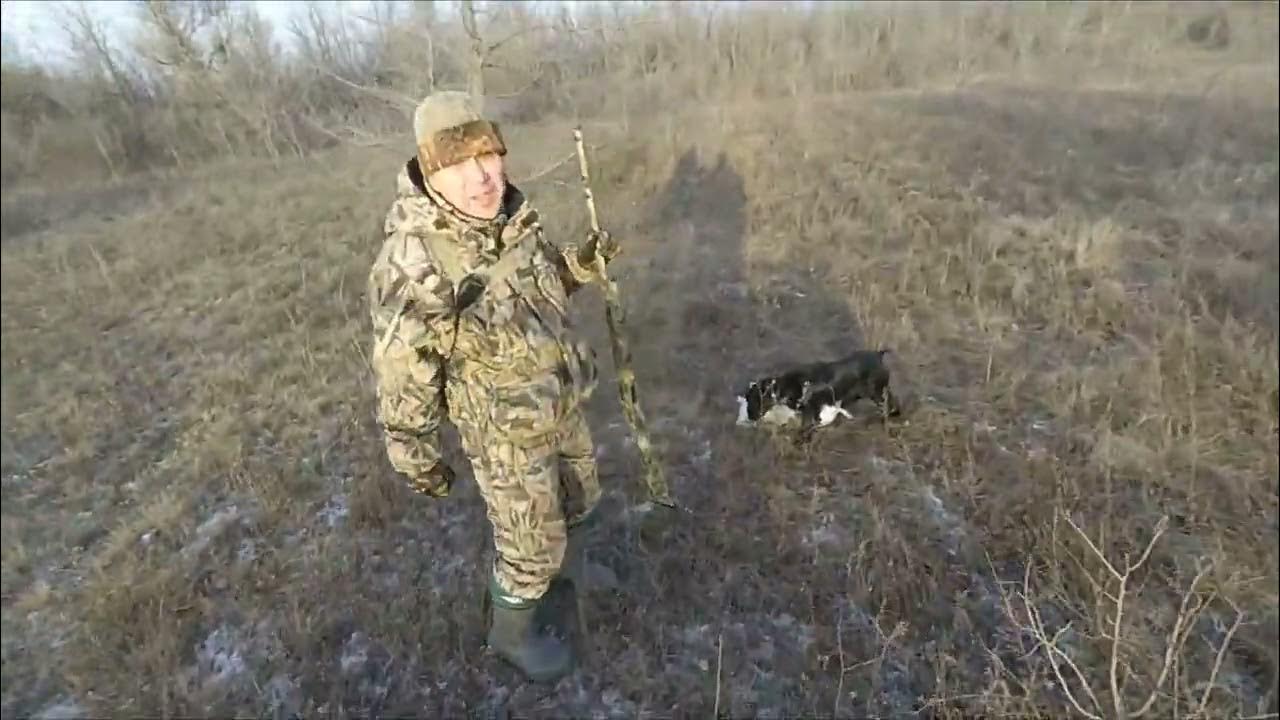 Охота на зайца , без снега - YouTube