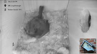 Blue Tit Nest box Loughborough - livestream  - The return of the original box from 2021!