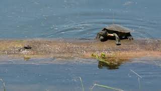 Lumberjack Turtles Log Rolling