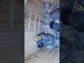 These big babies were hungry #birds #birdsounds #birdwatching