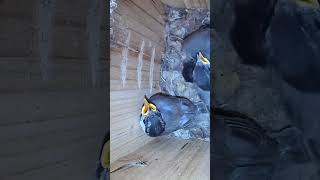 These big babies were hungry #birds #birdsounds #birdwatching
