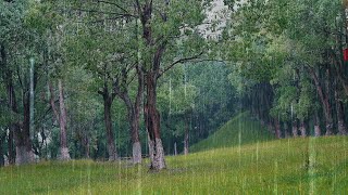 ✅【白噪音】細雨落在美麗樹林樹葉上和草叢裡，最適合睡覺的雨聲，大自然的聲音催眠曲，放鬆減壓治癒助眠，純雨聲10小時，睡眠用bgm