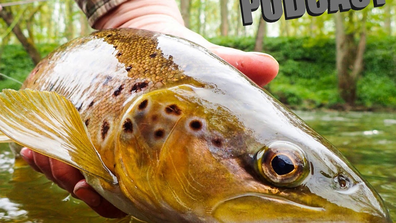 Fly Fishing Podcast -  Small Stream Fishing For Wild Brown Trout