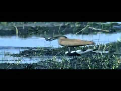   52  محمد محى خلق ادم