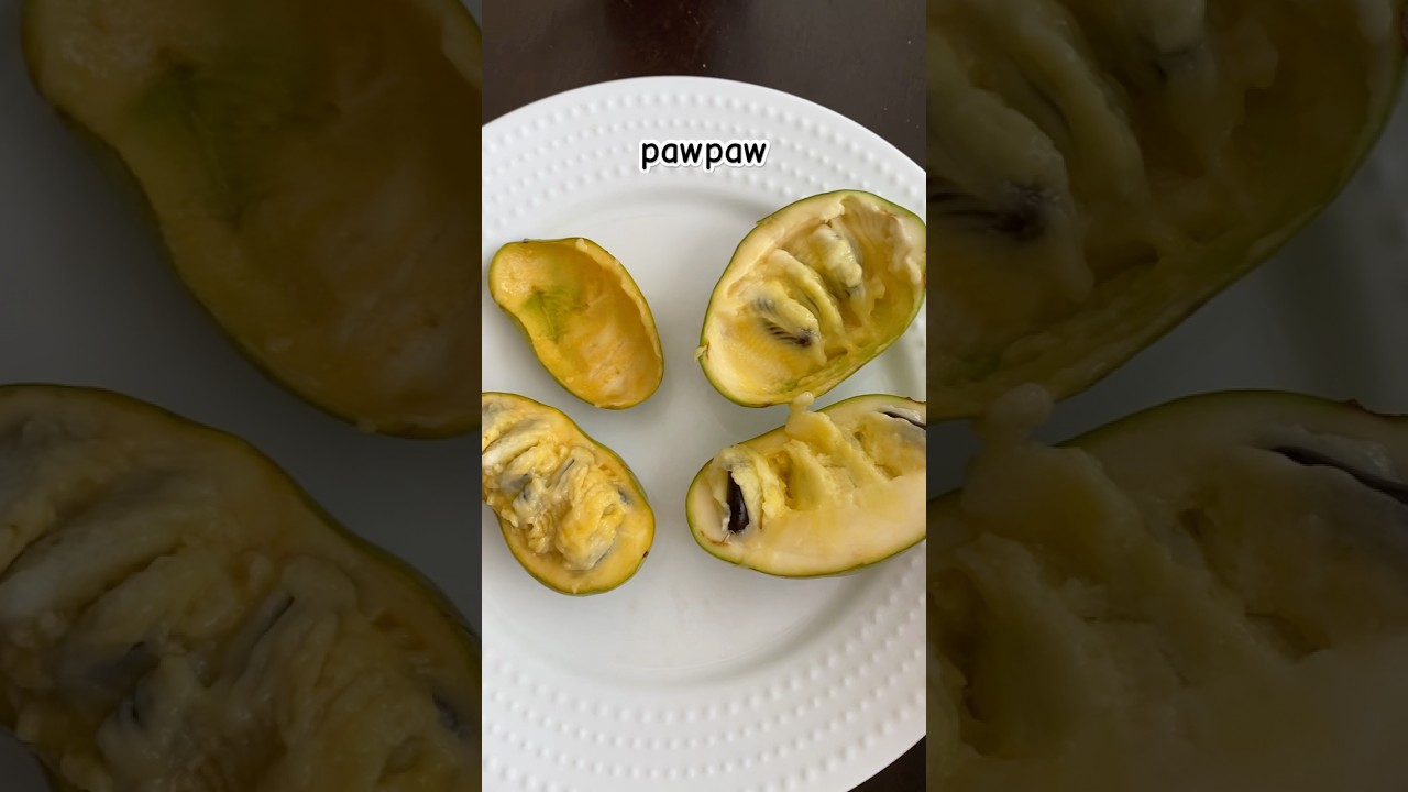 Tropical Treat and Shenandoah Pawpaws in 2025