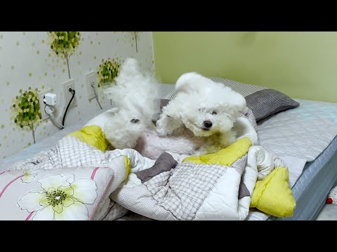 보리가 자다가 화들짝 놀란 이유 (+ 보들짝!)