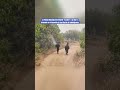 La Policía de Madrid rescata a un burro atrapado en el incendio de San Martín de Valdeiglesias
