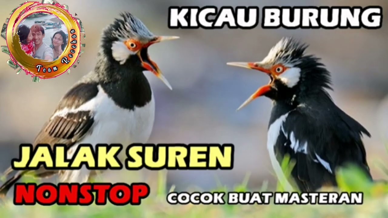 Masteran Jalak Suren 1 Jam Nonstop ¦ Chirping Starling Suren 1 Hour Non stop