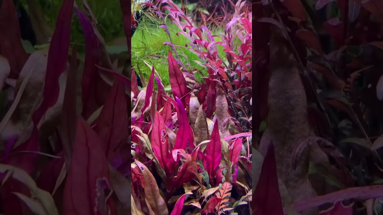 Planted Tank | Aquarium Setup 