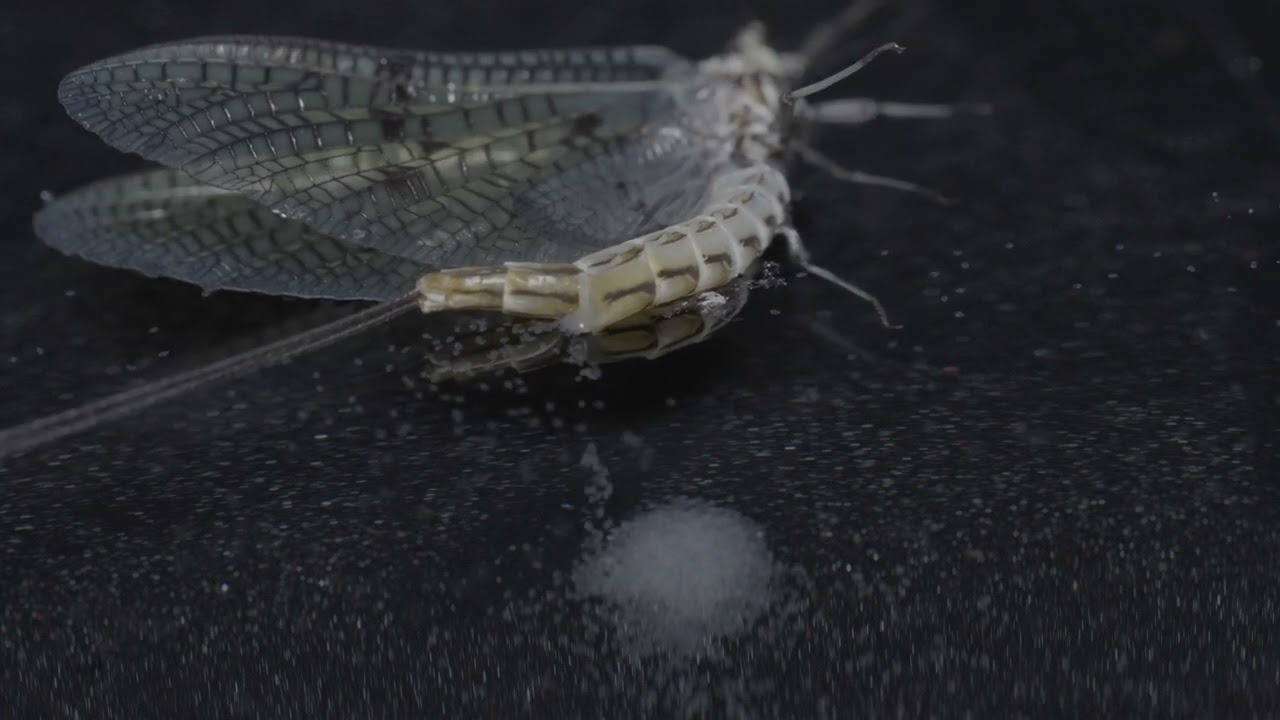 Egg laying of green drake mayfly (Ephemera danica)/Dánkérész petézése