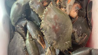 GIANT MUD CRABS !!! KING TIDE CRABBING !! TOWNSVILLE NORTH QUEENSLAND