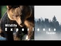 Olympus E-M1 Mark III for Video in 4k - My Wildlife Photography Experience