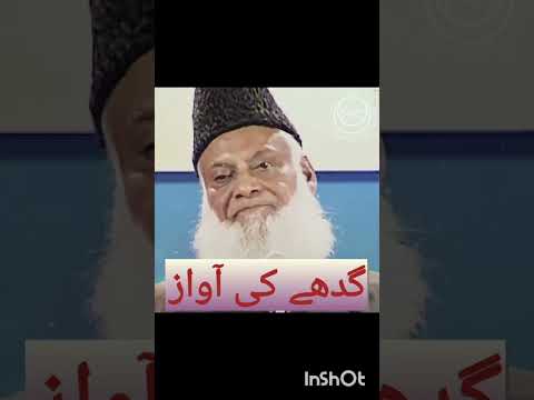 Voice Of Donkey Shorts